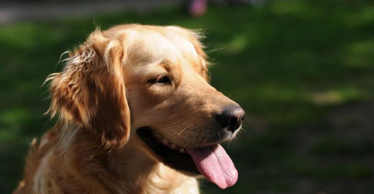 26 Loving Dog Breeds That Provide Comfort and Companionship