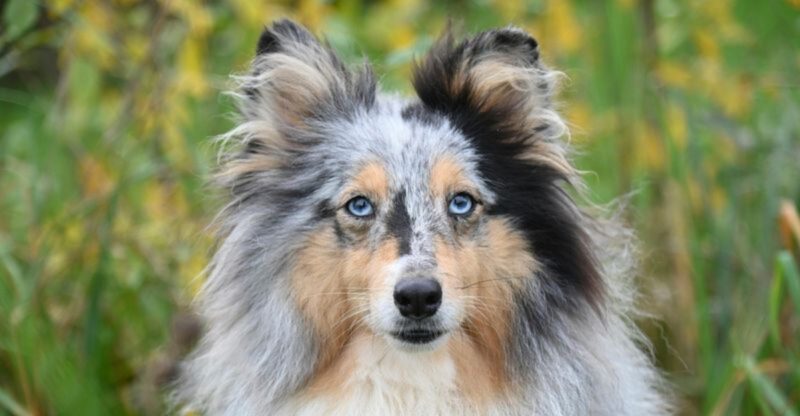 26 Loyal Dog Breeds That Respond Closely to Their Owners Voices and Emotions
