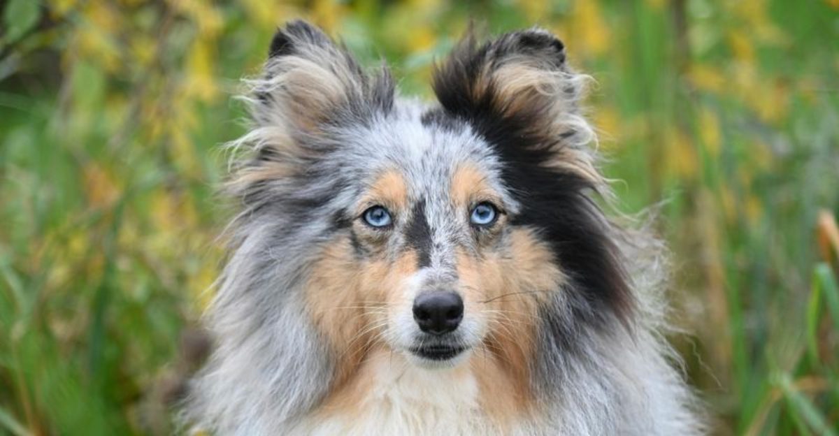 26 Loyal Dog Breeds That Respond Closely to Their Owners Voices and Emotions