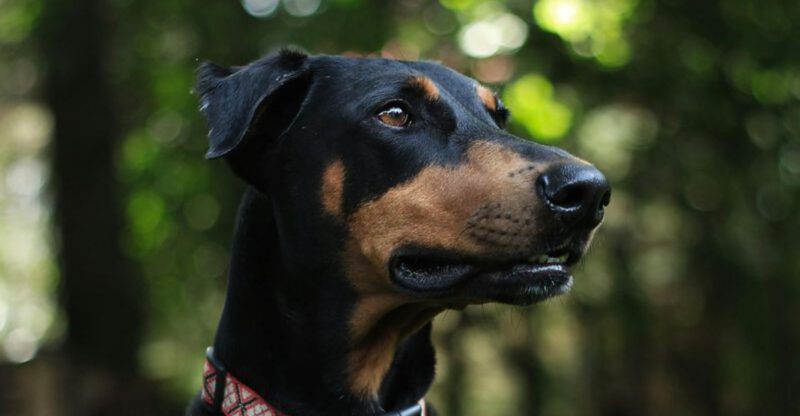 26 Loyal Dog Breeds with Strong Protective Instincts
