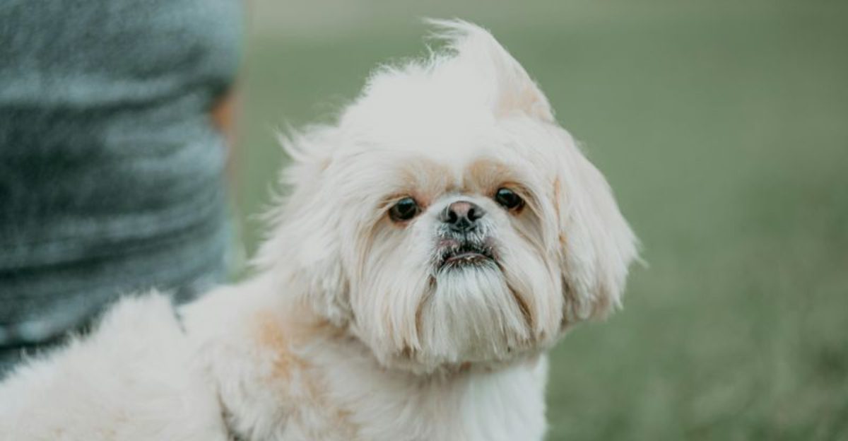 26 Loyal and Lovable Small Dog Breeds That Win Every Owners Heart