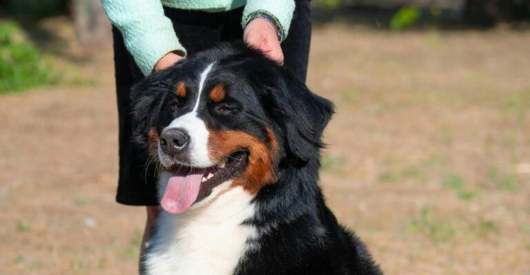 26 Massive but Mellow Dog Breeds Perfect for Families and Companionship dog news
