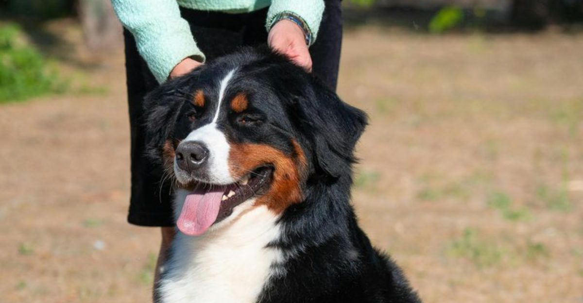 26 Massive but Mellow Dog Breeds Perfect for Families and Companionship