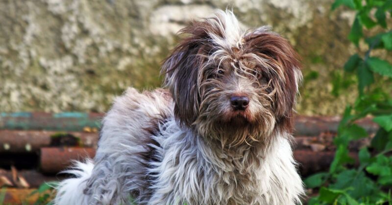 26 Popular Doodle Dog Mixes Loved for Their Personality and Charm