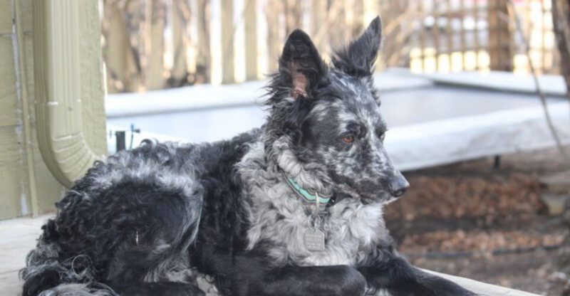 26 Rare Dog Breeds That Stand Out for Their Distinct History and Character