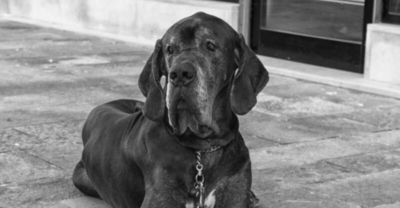 26 Relaxed Dog Breeds That Prefer Lounging to Long Walks