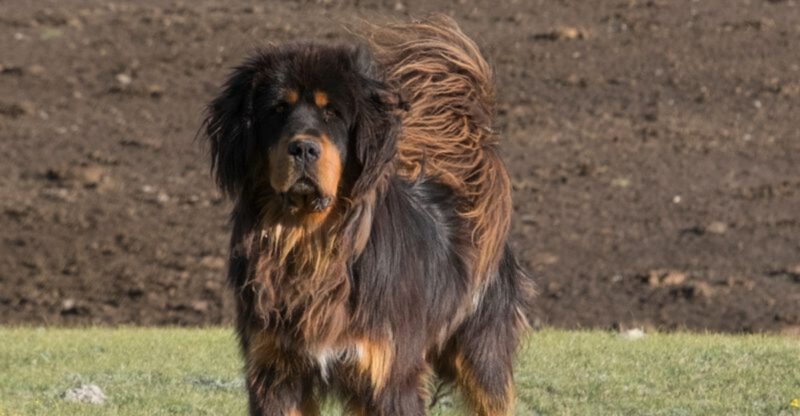 26 Robust Dog Breeds Historically Bred to Guard and Protect