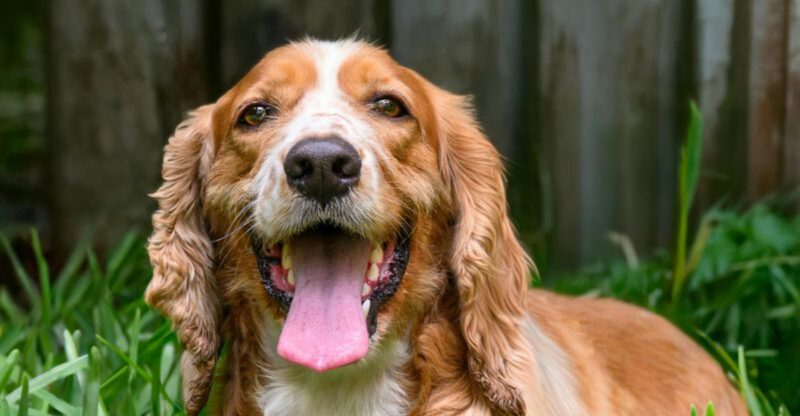 26 Serene Dog Breeds Loved for Their Soothing and Supportive Nature
