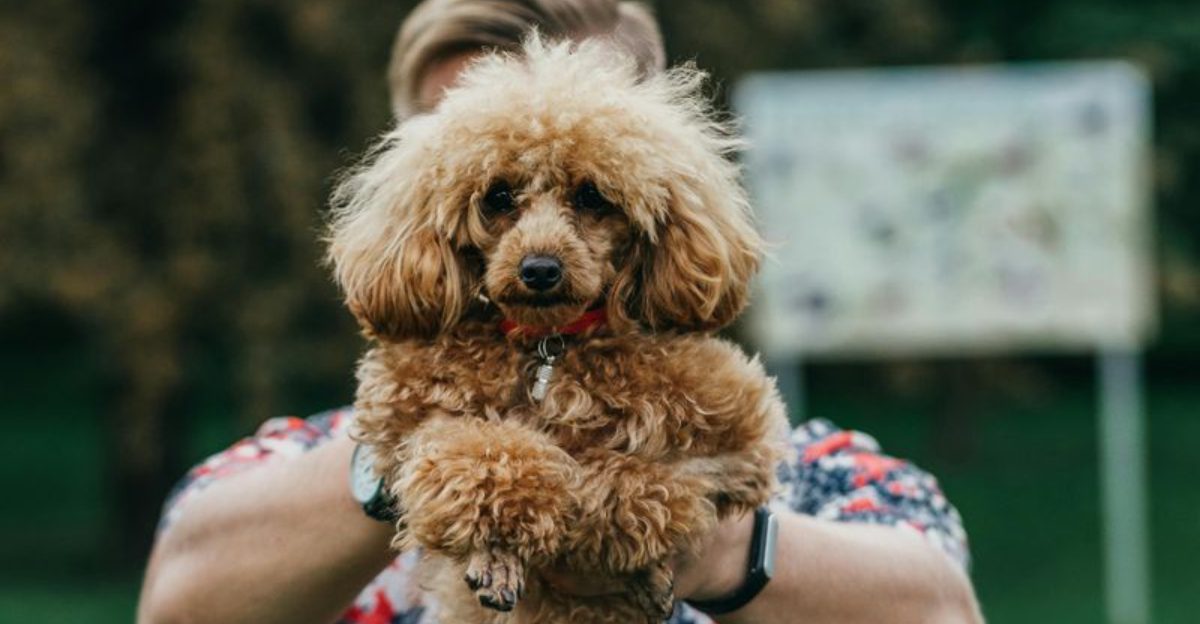 26 Small Dog Breeds That Find Happiness Curled Up Beside You
