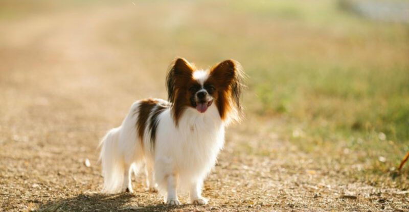 26 Smart Dog Breeds That Master Tricks in No Time