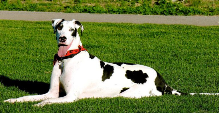 27 Calm and Gentle Dog Breeds Well Suited for Companionship dog news