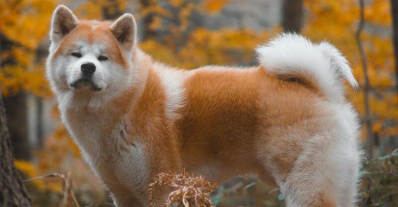 27 Dog Breeds Ranked by Loyalty – From the Most Devoted to the Surprisingly Independent