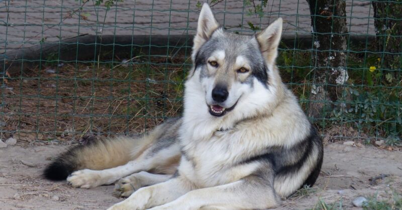 27 Dog Breeds That Closely Resemble Wolves in Looks and Temperament