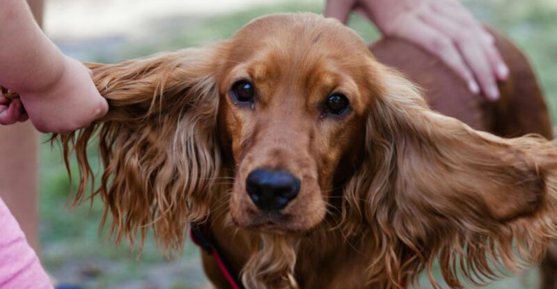 27 Dog Breeds That Prefer People Over Other Dogs