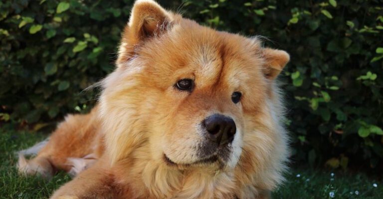 27 Dog Breeds That Require Experienced Owners and Proper Training dog news