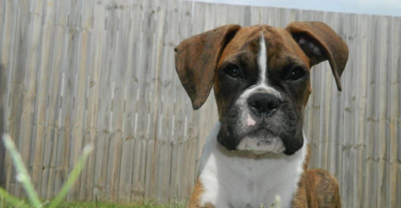 27 Dog Breeds That Show Loyalty Through Affection and Daily Companionship