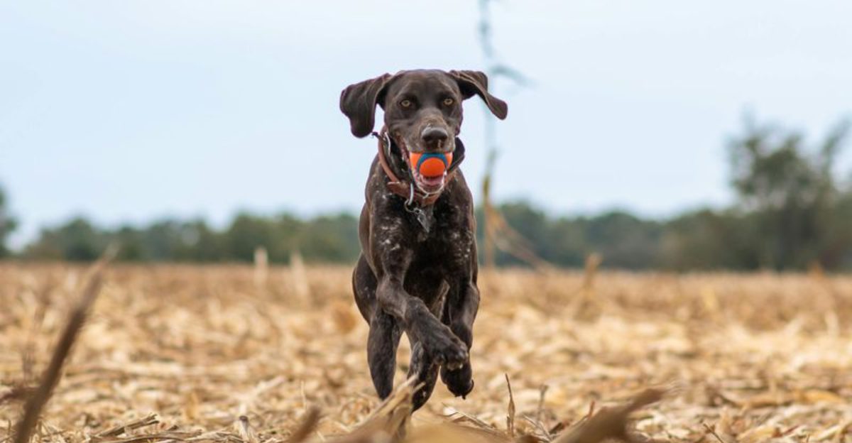27 Dog Breeds with the Endurance and Energy to Match Runners