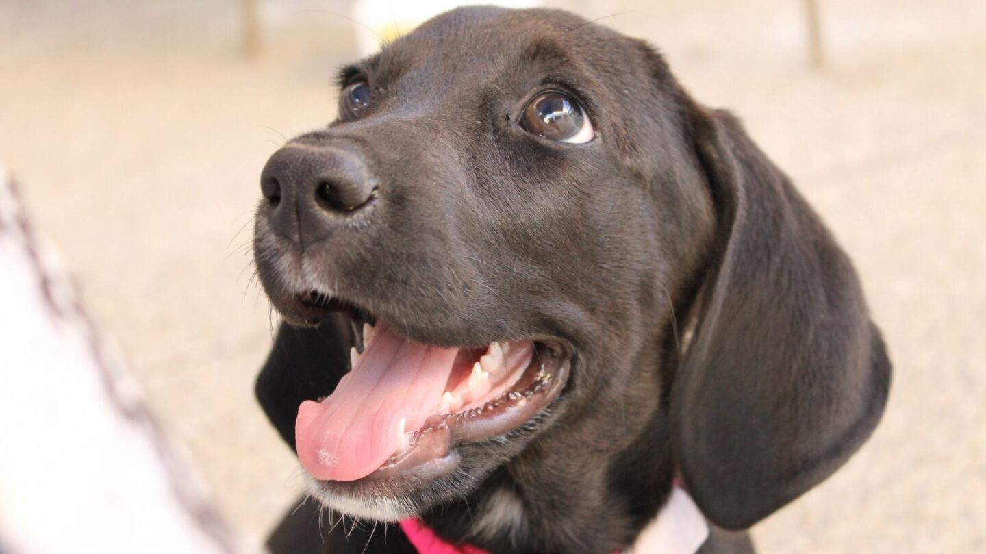 27 Gentle Dog Breeds That Form Exceptional Emotional Connections 1