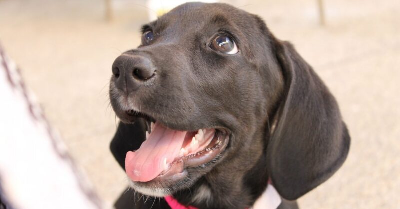 27 Gentle Dog Breeds That Form Exceptional Emotional Connections 1