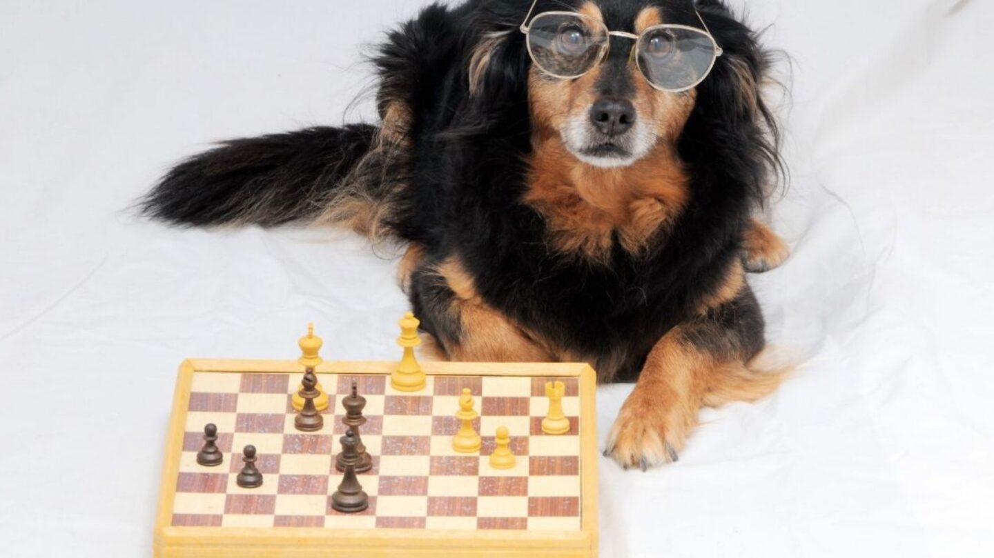 27 Gentle Dog Breeds That Form Exceptional Emotional Connections