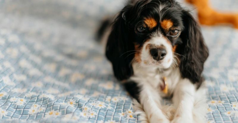 27 Low Stress Dog Breeds That Thrive in Peaceful Homes