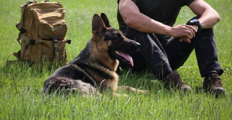 27 Loyal Dog Breeds That Never Forget the Ones They Love