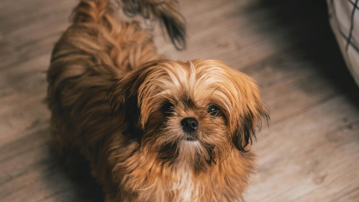 27 Small Dog Breeds with the Same Charm and Temperament as Shih Tzus