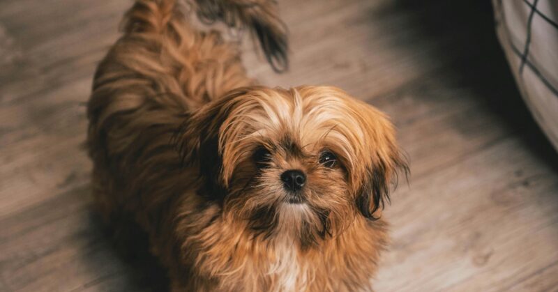 27 Small Dog Breeds with the Same Charm and Temperament as Shih Tzus
