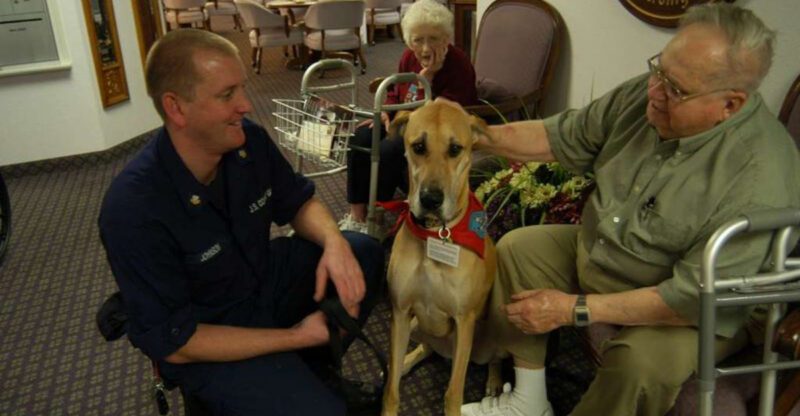 27 Therapy Dog Breeds Valued for Their Empathy and Steady Temperament