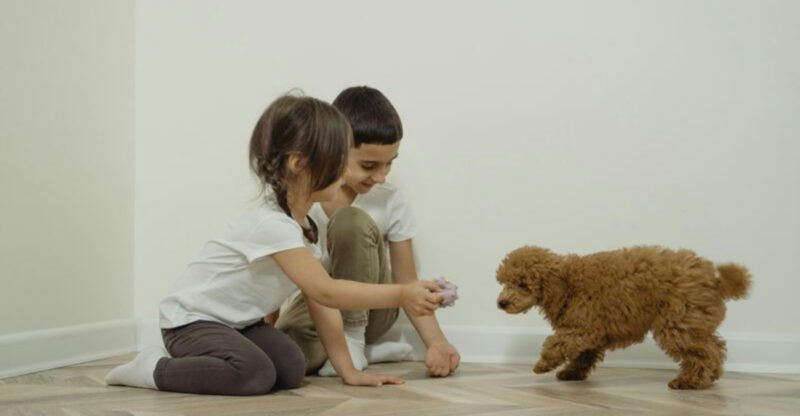 28 Dog Breeds Especially Devoted to Family Life