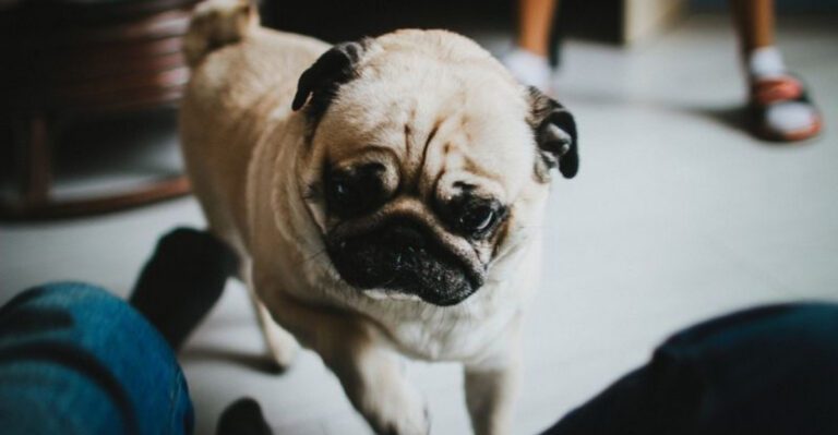 28 Dog Breeds Known for Their Friendly and Gentle Nature dog news