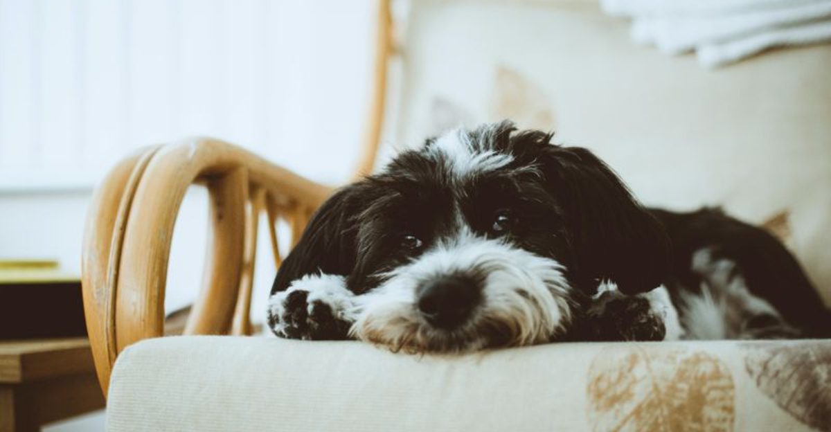 28 Dog Breeds That Adapt Easily to Indoor Living