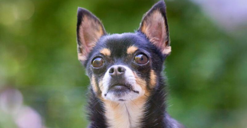 28 Feisty Small Dog Breeds That Prove Size Isnt Everything