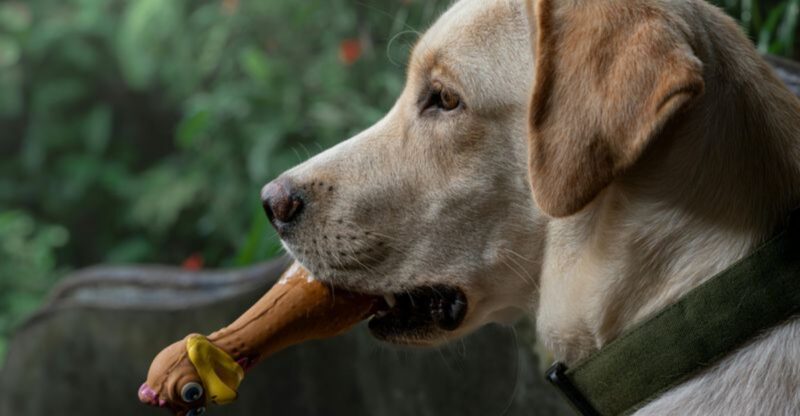 28 Friendly Dog Breeds That Thrive on Human Connection