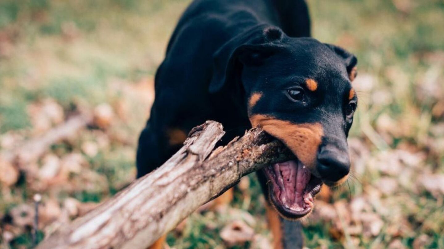 28 Large Dog Breeds Known for Their Confident and Energetic Nature