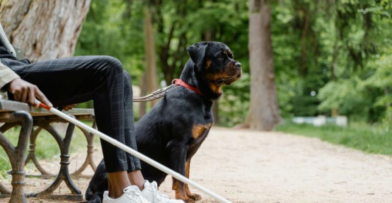 28 Large Dog Breeds with Gentle Hearts and Steady Loyalty