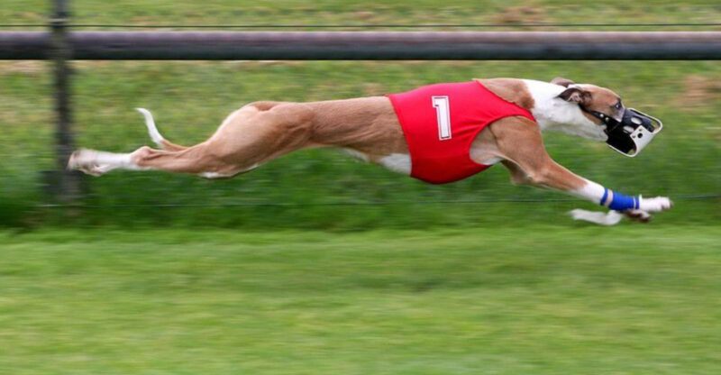 28 Lightning Fast Dog Breeds That Excel in Speed and Agility