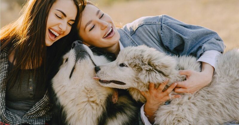 28 Low Maintenance Dog Breeds That Are a Joy to Live With