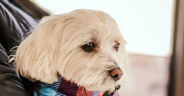 28 Miniature Dog Breeds That Bring Love and Companionship into Every Home dog news