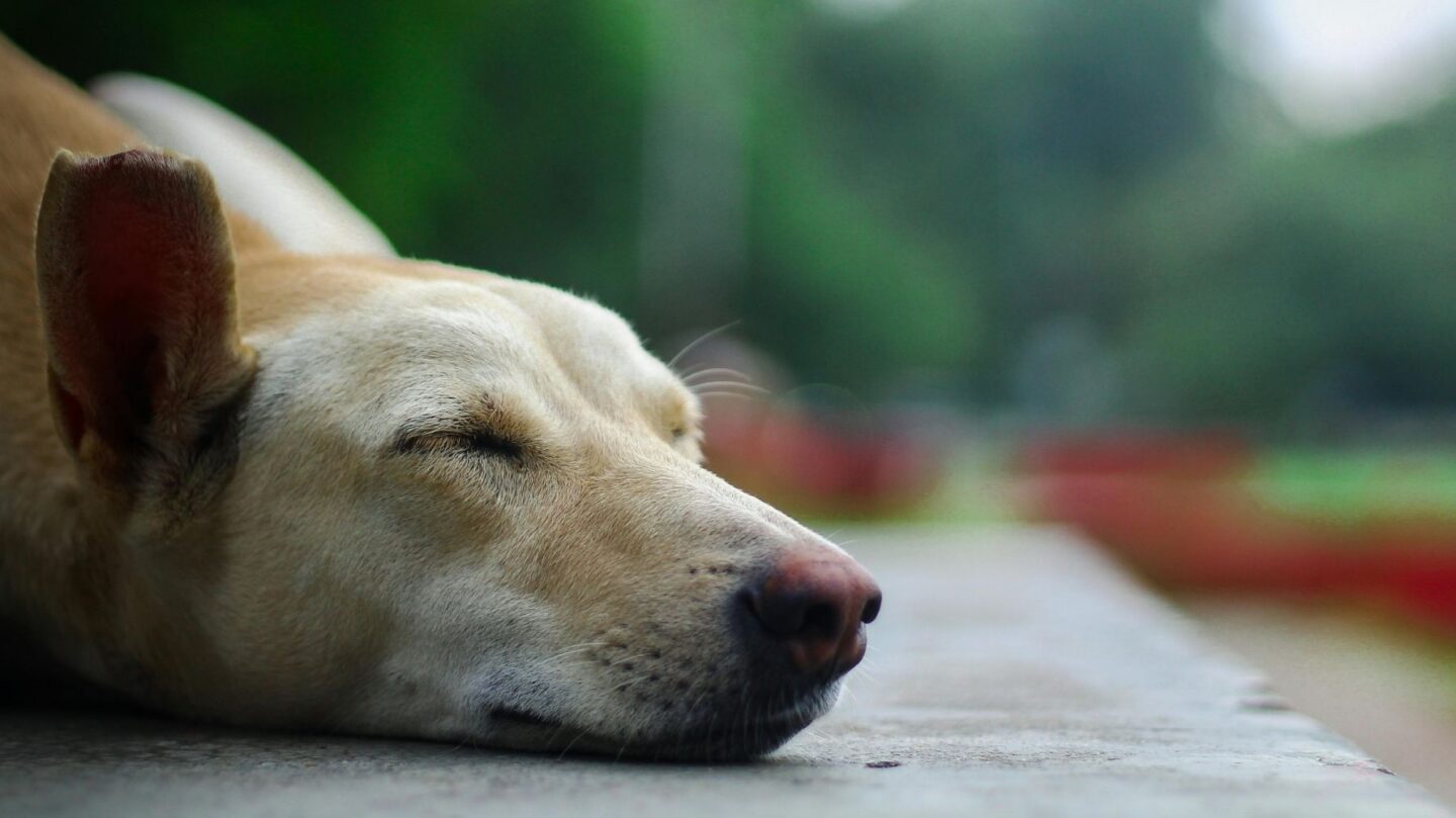 28 Peaceful and Gentle Dog Breeds That Thrive on Human Affection