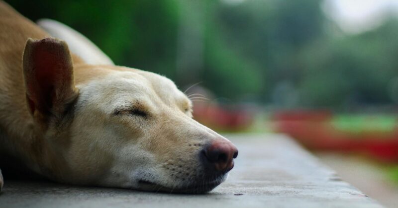 28 Peaceful and Gentle Dog Breeds That Thrive on Human Affection