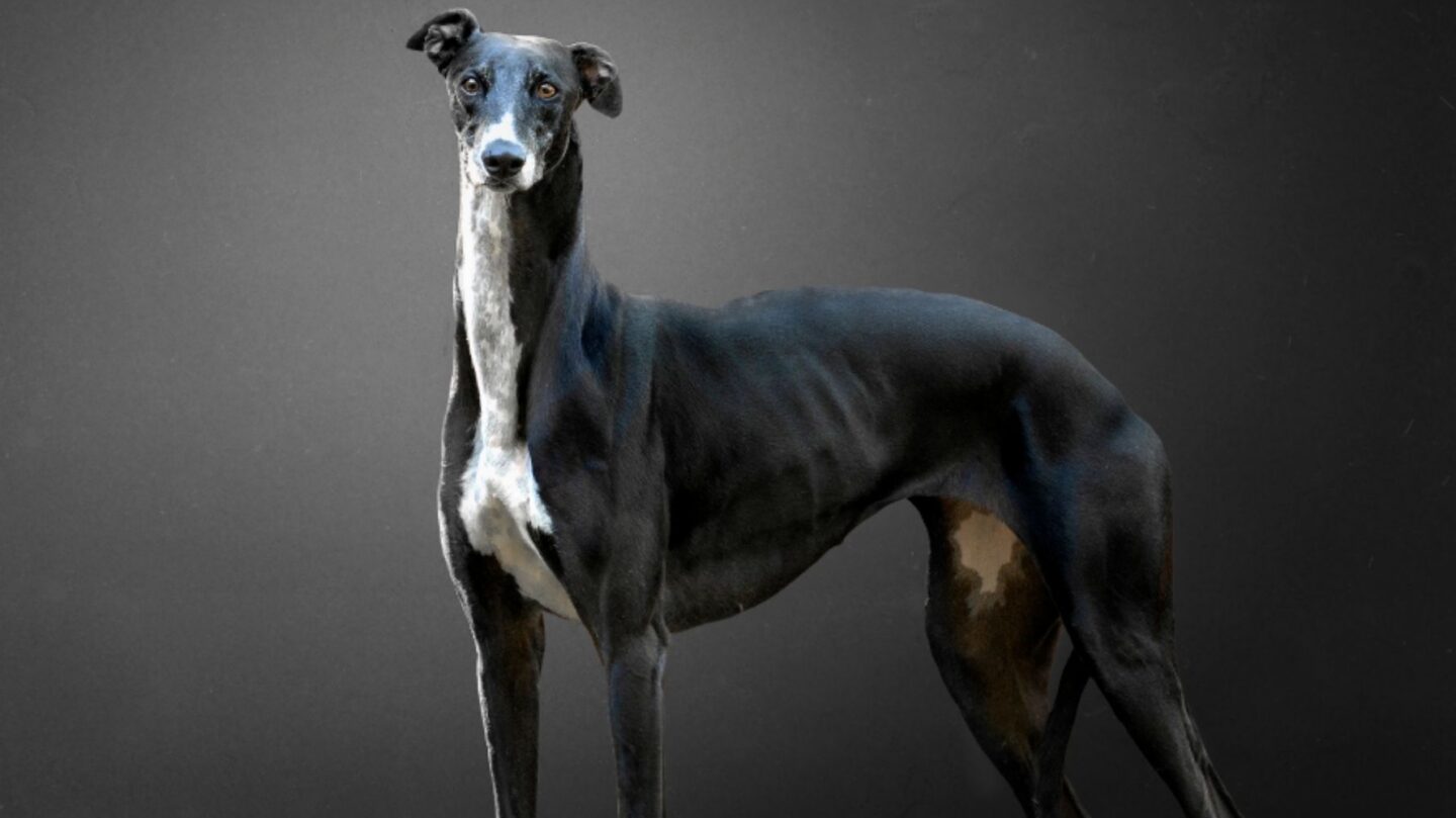 28 Rare and Unique Dog Breeds Worth Discovering