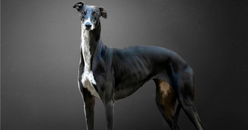 28 Rare and Unique Dog Breeds Worth Discovering