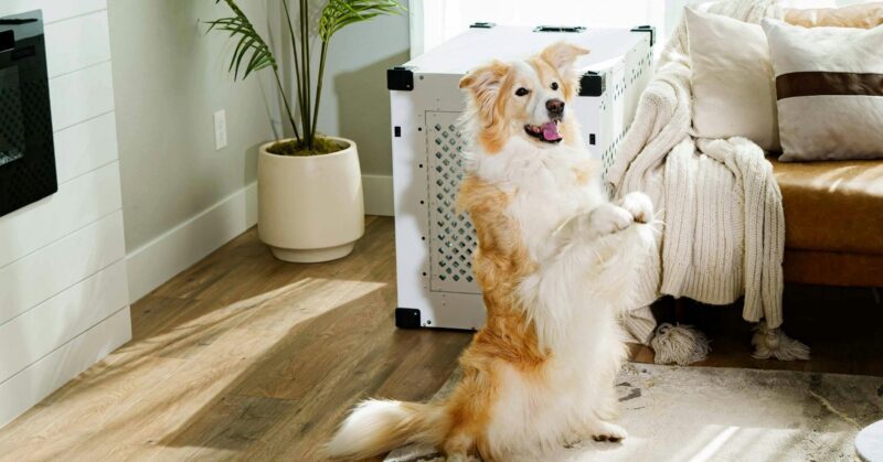 28 Small Dog Breeds Well Suited for Apartment Living