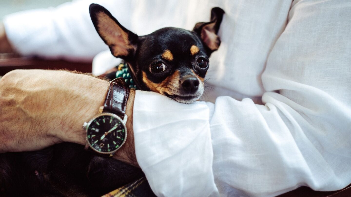 28 Tiny Dog Breeds That Stay Small and Playful for Life