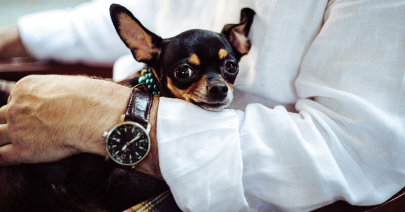 28 Tiny Dog Breeds That Stay Small and Playful for Life