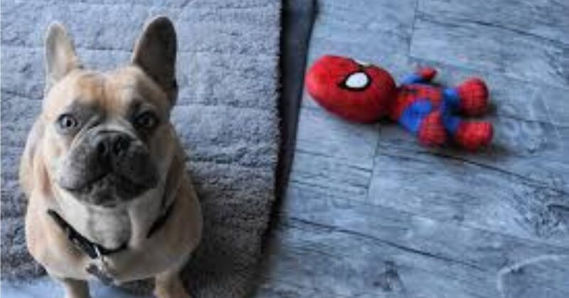 28 Trustworthy Dog Breeds Known for Their Unshakable Loyalty