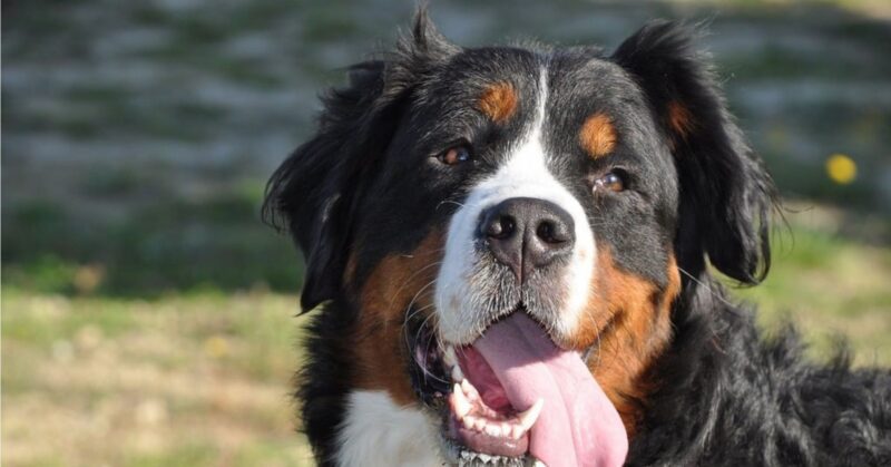 29 Big Dog Breeds with Gentle Temperaments