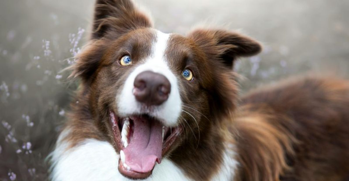 29 Dog Breeds That Excel at Learning and Problem Solving