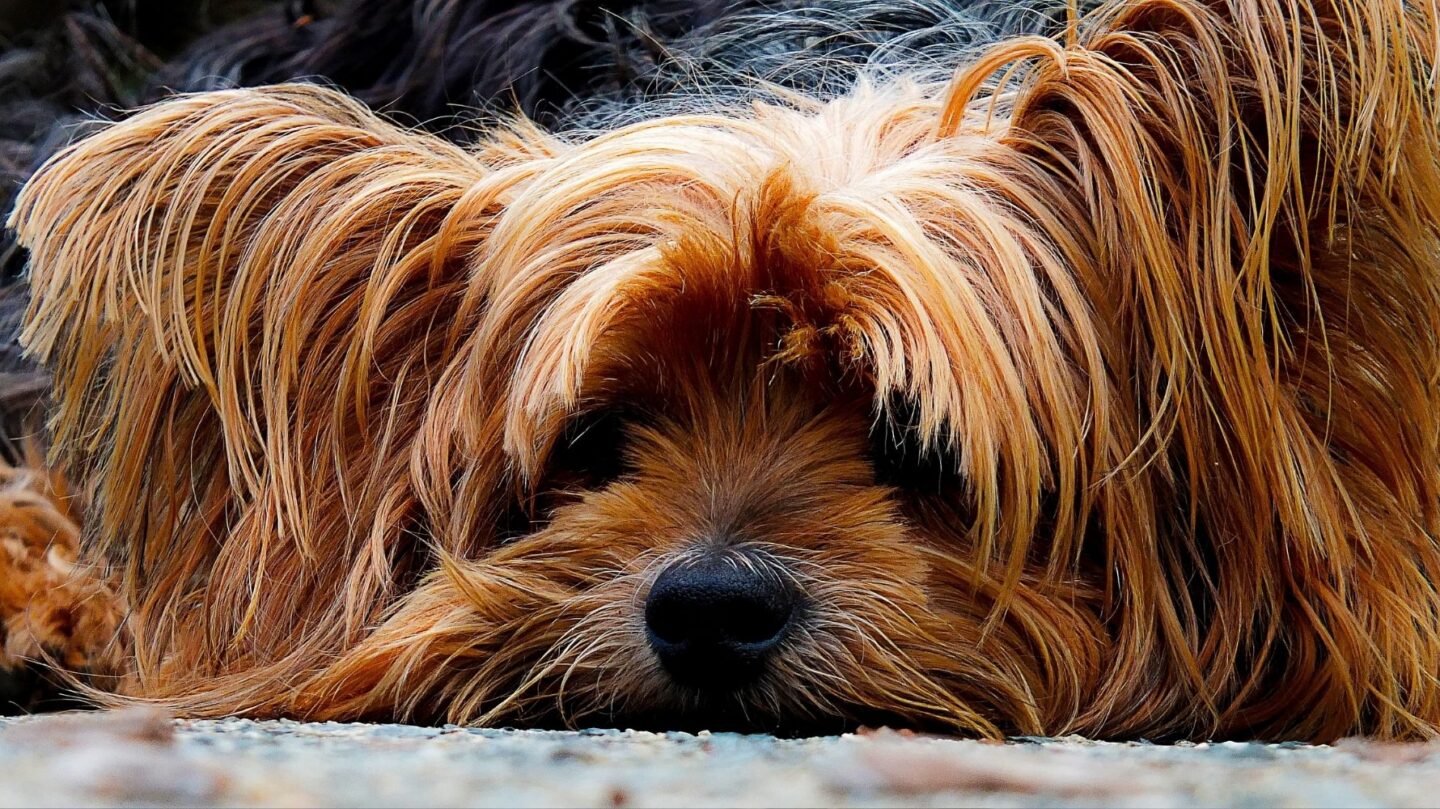 29 Dog Breeds That Love Long Naps and Lazy Days